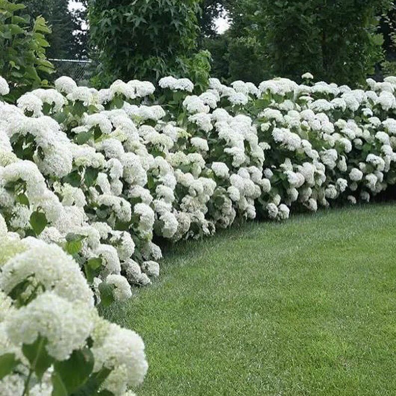 PlantnPencil's tweet photo. Hydrangea Hydrangea Hydrangea • •
#hydrangea #landscapedesign #gardendesign #garden #plantnpencil https://t.co/G9YLu5mjsx