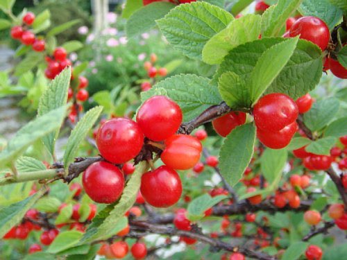 もも おはようございます 4 28誕生花 ユスラウメ 花言葉 ノスタルジー 別名オウトウ バラ科の落葉低木 桜の咲きだす頃梅に似た5弁花を咲かせ 梅雨入りの頃には真っ赤な果実を実らせます サクラを意味する漢字櫻は元々ユスラウメを指す字で赤い