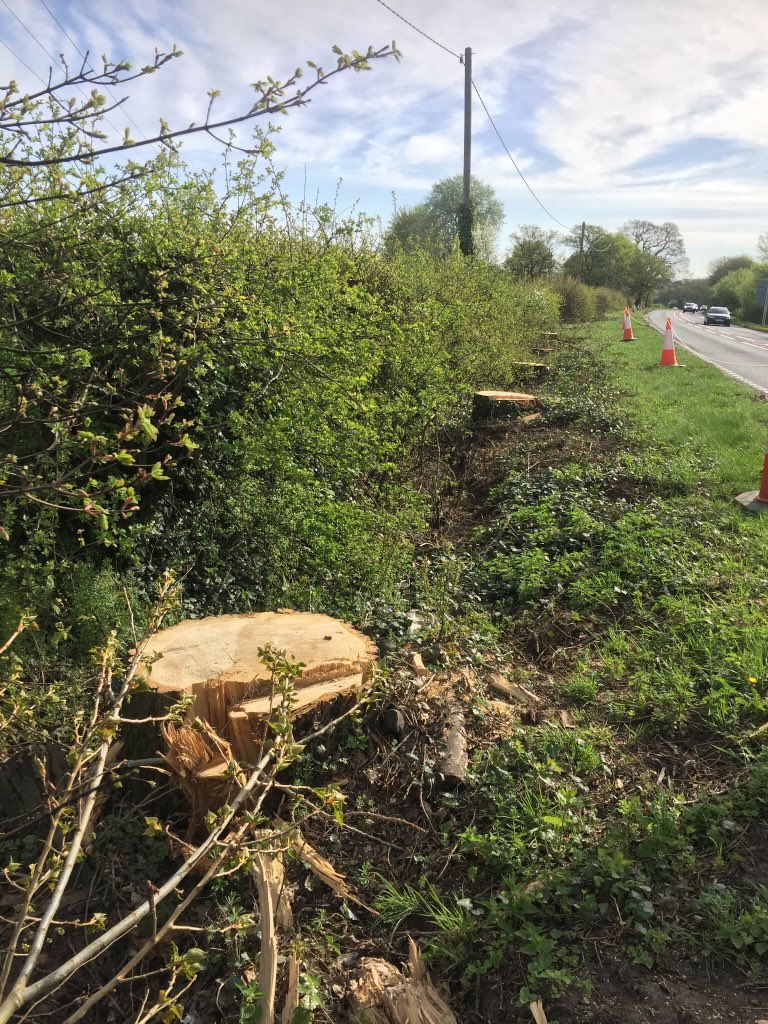 Haine Tree Services tweet media