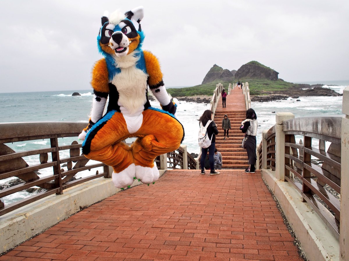 ClaraCoydog's tweet photo. JUMP JUMP JUMP! Jump to Furdu!!!!! Fluffy critters I’m coming!! 

#FursuitFriday https://t.co/cTV2xQnDVz