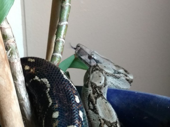 AuroraWolfArt's tweet photo. I think she's telling me she wants a bioactive enclosure. #sonoranboa #dwarfboa #petsnake https://t.co/lcALrgHIIf