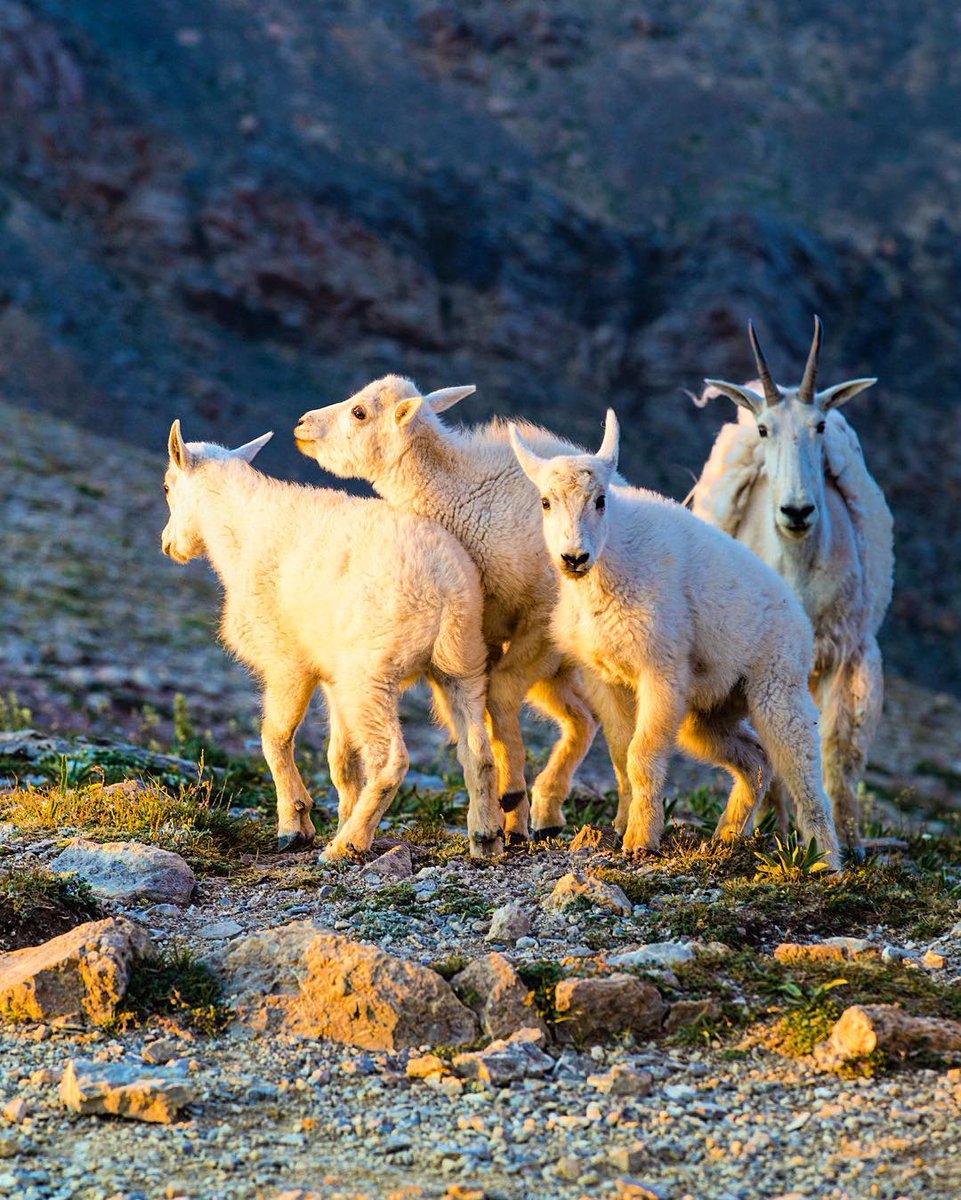 visitmontana's tweet photo. The gang's all here! #MontanaMoment | 📷: IG user petertimmes https://t.co/y2sgGFsAdH