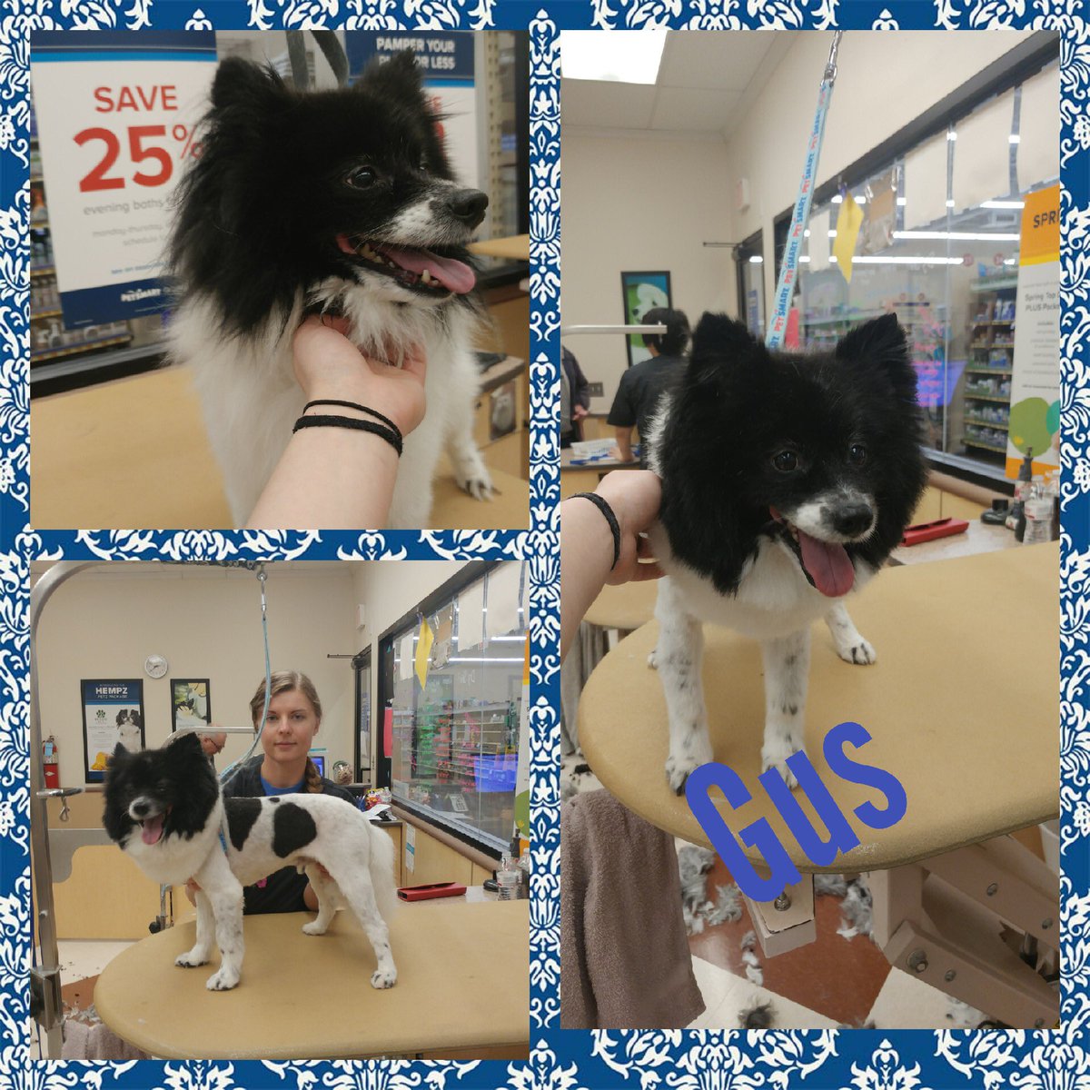 #northeastgrooming #store1669 #epa groomer: Rachel , Category: Extreme Makeover <a href="/monicalovespets/">PetSmartNortheast</a> <a href="/ssklr11/">Kristie Reisenweaver</a>