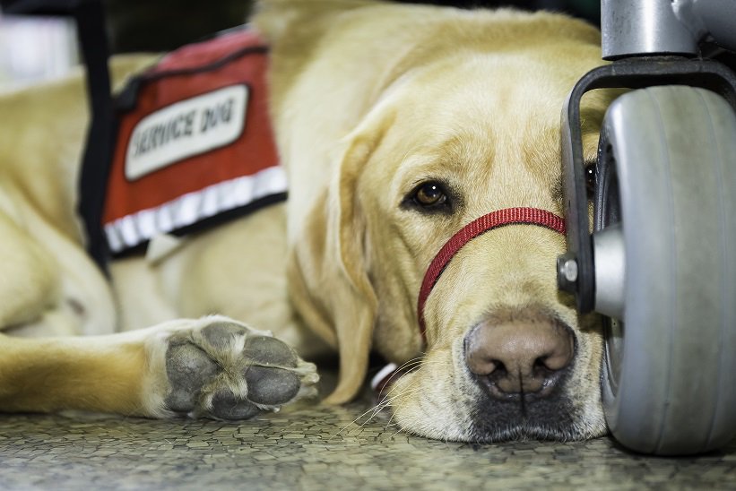 m1putt's tweet photo. #ServiceDogs have a tough job and catch a little break whenever they can @NEADSdogs https://t.co/7CLgPfZErg