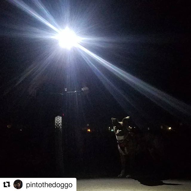 FarEndGear's tweet photo. #Repost @pintothedoggo (@get_repost)
・・・
#mtb #nightride #traildog #pinto #pintobean #pintothedog #pintothedoggo #dogsofinstagram #mountainbiking #mountainbike @ridecannondale #cujo https://t.co/oW4PlXjFIM https://t.co/Ctjsd9wvLP