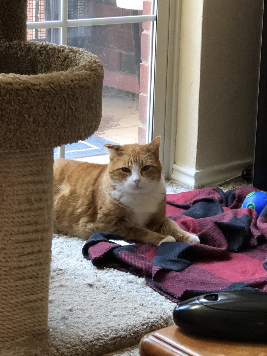 BobTheNinjaCat's tweet photo. Iβm being a rebel today. #nonapsforme https://t.co/5j6vngQJDI
