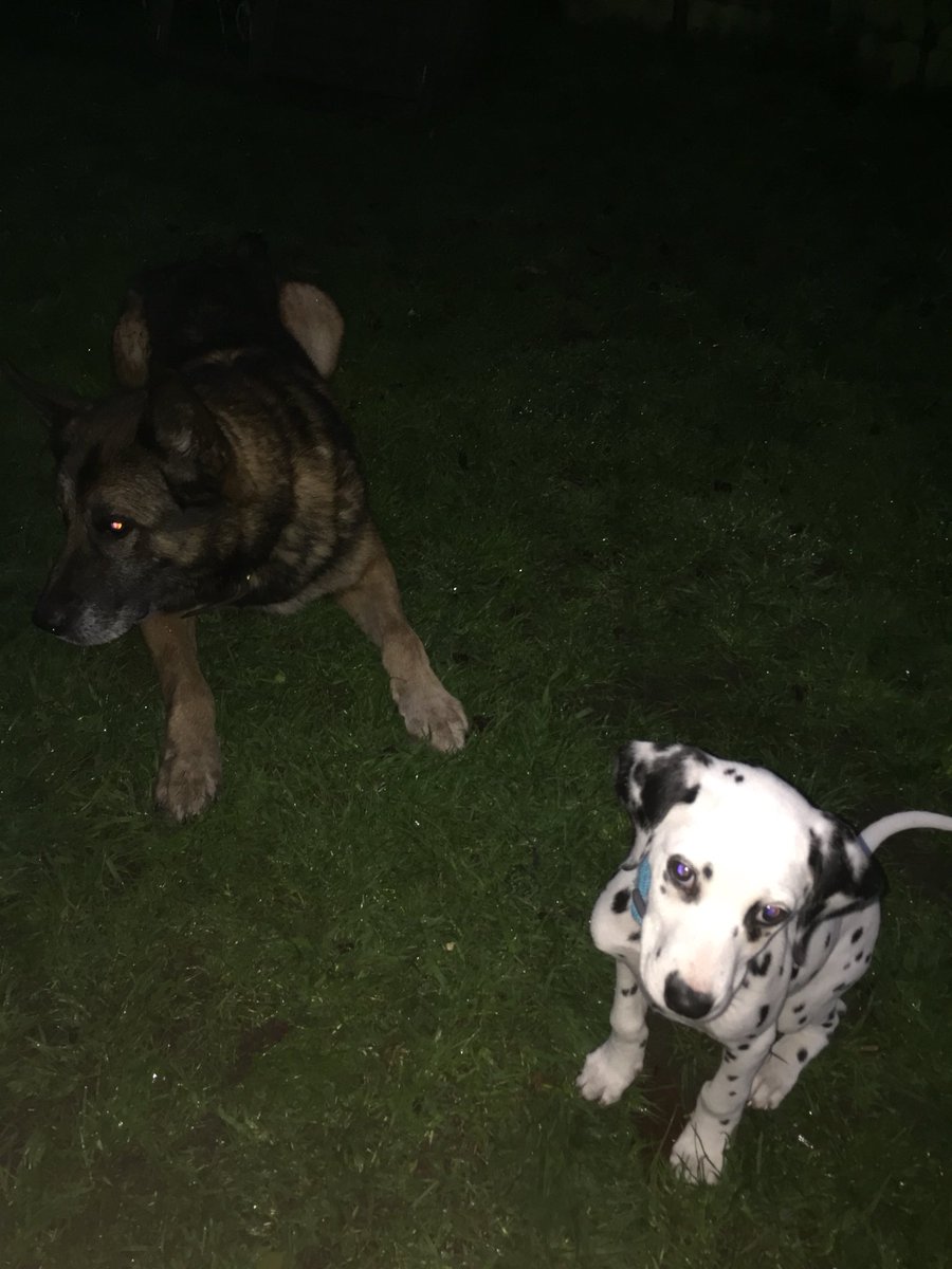 RpdKato's tweet photo. Meet my new spotted friend 🐾 https://t.co/Me1AY5tsSc