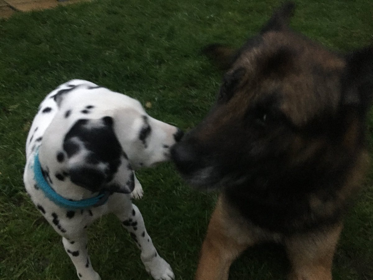 RpdKato's tweet photo. Meet my new spotted friend 🐾 https://t.co/Me1AY5tsSc