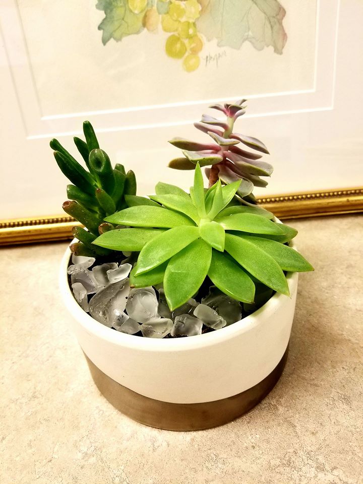 expressionsfg's tweet photo. It's not too late to order your Administrative Angels a gift of appreciation. #Expressionsfloral is delivering smiles.
#nationaladministrativesappreciationday
#expressyourthankswithexpressions
#sendflowers #succulents https://t.co/dqlHqAAiZX