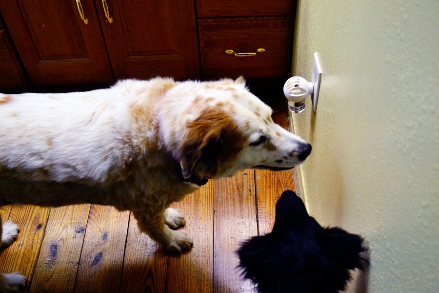 DogTipper's tweet photo. Since we adopted Barli, we’ve been using an ADAPTIL® Calm Home Diffuser in our home both to make Barli feel more at home and to help Tiki feel a sense of security. #DeStressYourPet https://t.co/GS8jNWtA3T