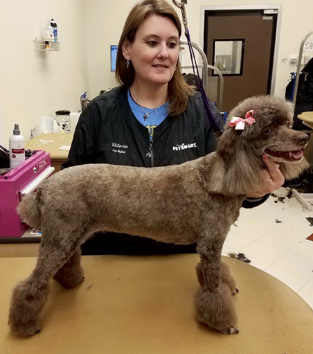 Victoria Brachelli #1479 #WNJ Breed Specific Trim #northeastgrooming
