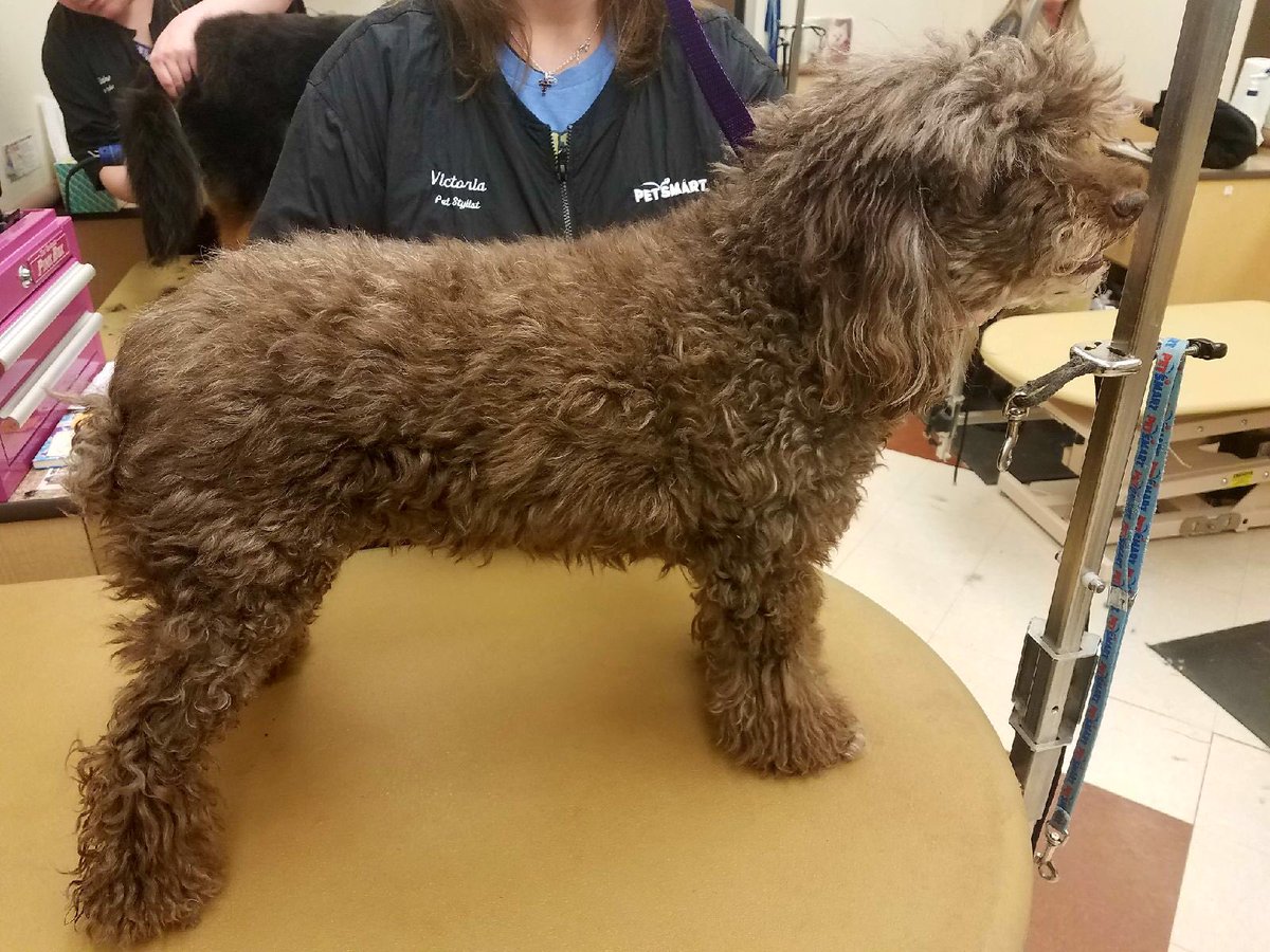 PetSmart_Newtown tweet media