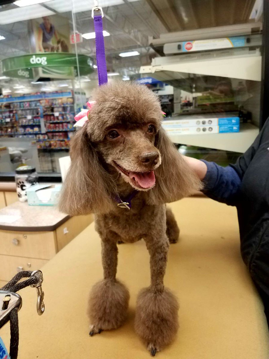PetSmart_Newtown tweet media