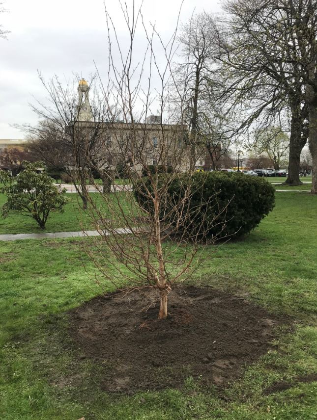 CityofWaltham's tweet image. In honor of #ArborDay2018 City Tree Warden Kevin Thompson, along with Mayor McCarthy, Councillor Kathleen McMenimen, &amp;amp; kindergarten Daisy Girl Scouts from Troop 82124, planted a new tree on the Waltham Common this afternoon! 🌳🌎 More: bit.ly/2Kk9MJz