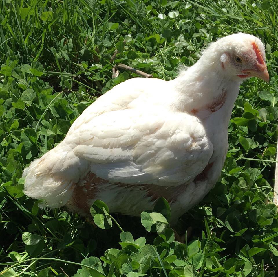CorianderFields's tweet photo. Today seems like a good day to lay in the clover. #freerangechicken #pasturedpoultry #springisfinallyhere https://t.co/yO81iykutz
