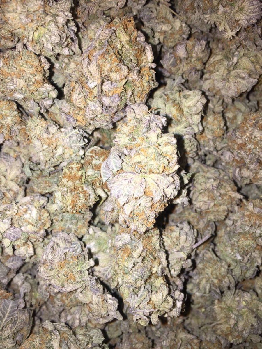 CA_plug tweet picture