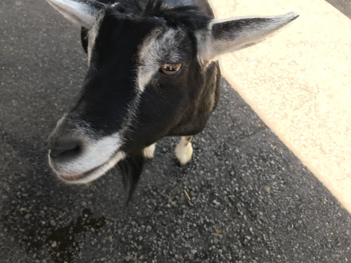 mtkapd's tweet photo. Great day @mnzoo for #blueatthezoo. Met a lot of great @MinnetonkaMN citizens, amazing kids, goats, cows, pigs, lions & tigers & bears https://t.co/Fd8uPdUzrq
