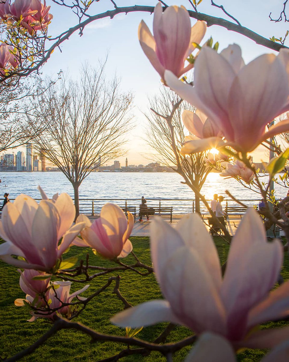 RT<a href="/maximusupinNYc/">Max Guliani</a> Saucer magnolias soaking up the sunlight on the Hudson River #NYC