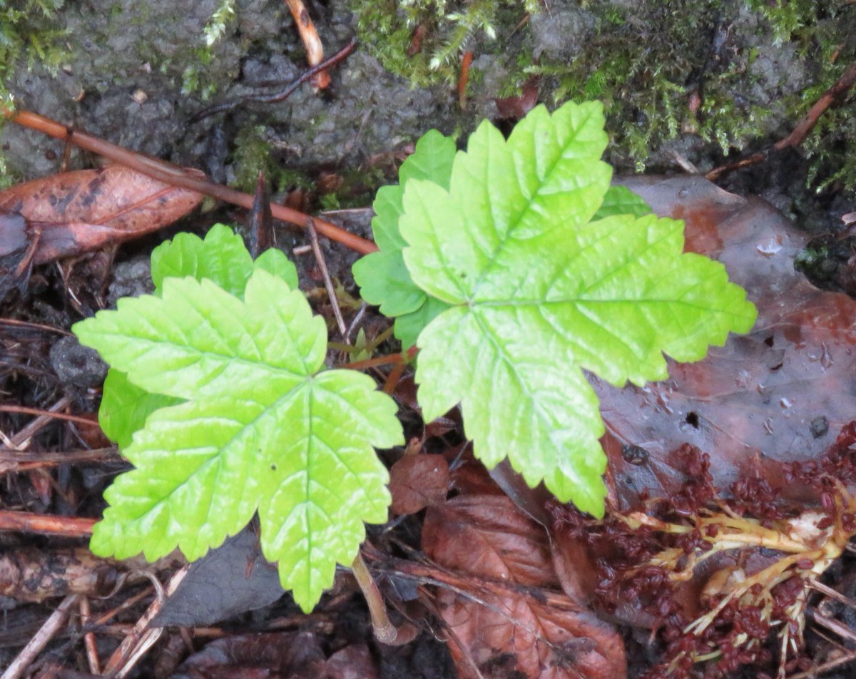 jcurtisart's tweet photo. Spring #Sapplings after today's rain https://t.co/SQ8fzb2DS1