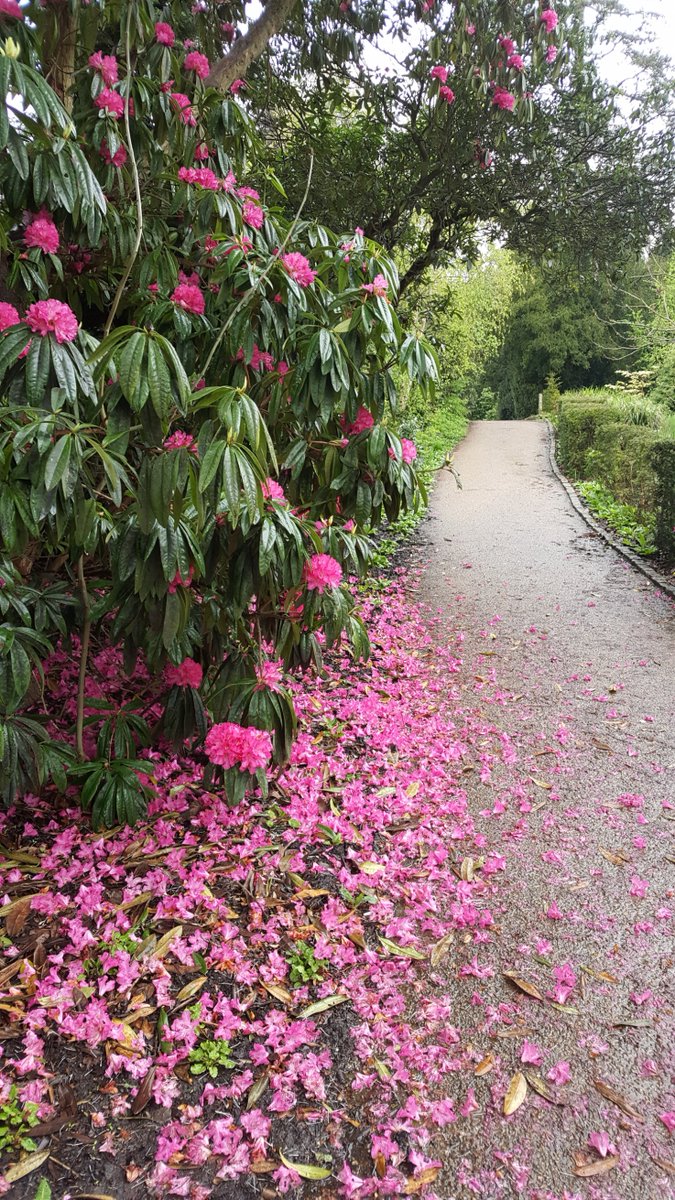 RTWparkrun's tweet photo. The petal carpet of honour awaits our parkrunners at our 4th anniversary parkrun tomorrow.  See you in good time! Pacers, refreshments, special guest, (free) raffle with great prizes at the end.  @parkrunuk #loveparkrun https://t.co/mzsXP7neKX