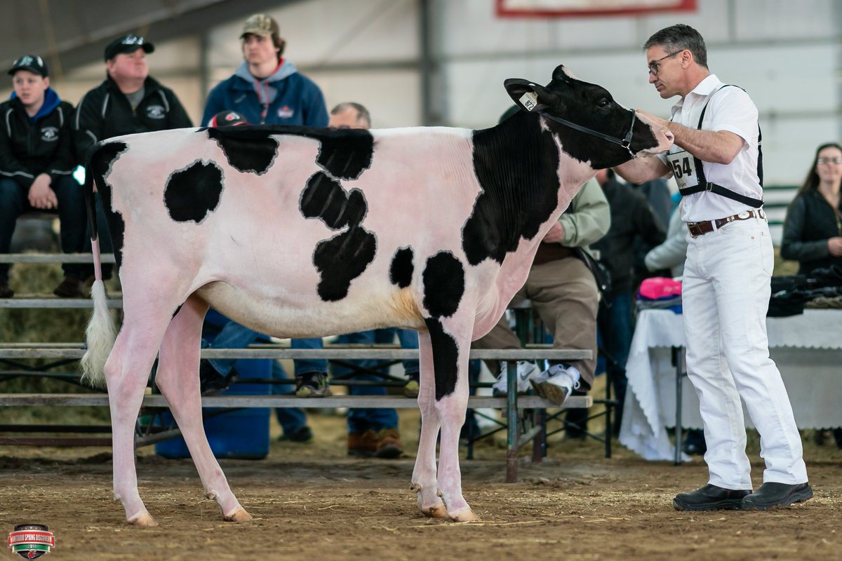250HO12589 JACOBY sired the first place summer yearling at the Ontario Spring Discovery earlier this week! Congratulations to owner Lyndon Stewart and thanks to The Bullvine for the great photo coverage!