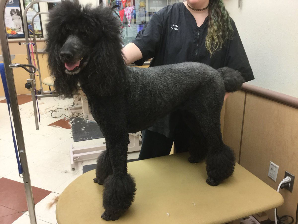 Claire Store#1479 #WNJ Breed Specific Trim
#northeastgrooming