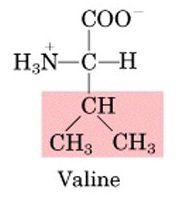 diffusion weighted