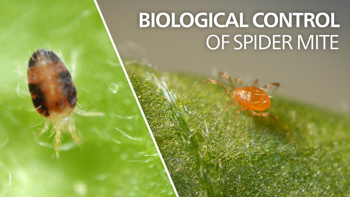 lumagotech's tweet photo. We love these @koppert biological control videos.  This one features the pesky Two-Spotted Spider Mite and it's predatory mite (biological control agent), phytoseiulus persimilis https://t.co/Ws1WepCFWh https://t.co/9M8CwandR7