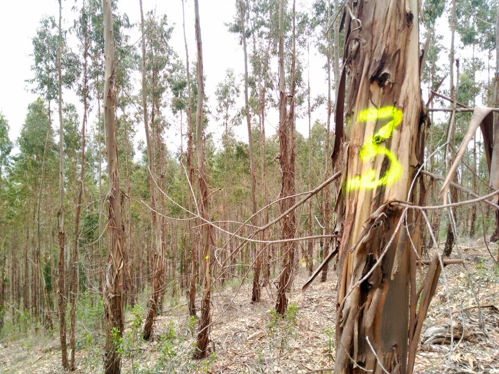 alvarogcdar's tweet photo. 🌳🍃Replanteo y medición de parcelas de #Inventario #Forestal para ajuste de modelos #LIDAR sobre brinzales y chirpiales de eucaliptos🌳🍃

#ForestalActivo

Eucalyptus #camaldulensis
E. #dunnii
E. #globulus
E. #maidenii
E. #saligna https://t.co/DzB2AdHxyY