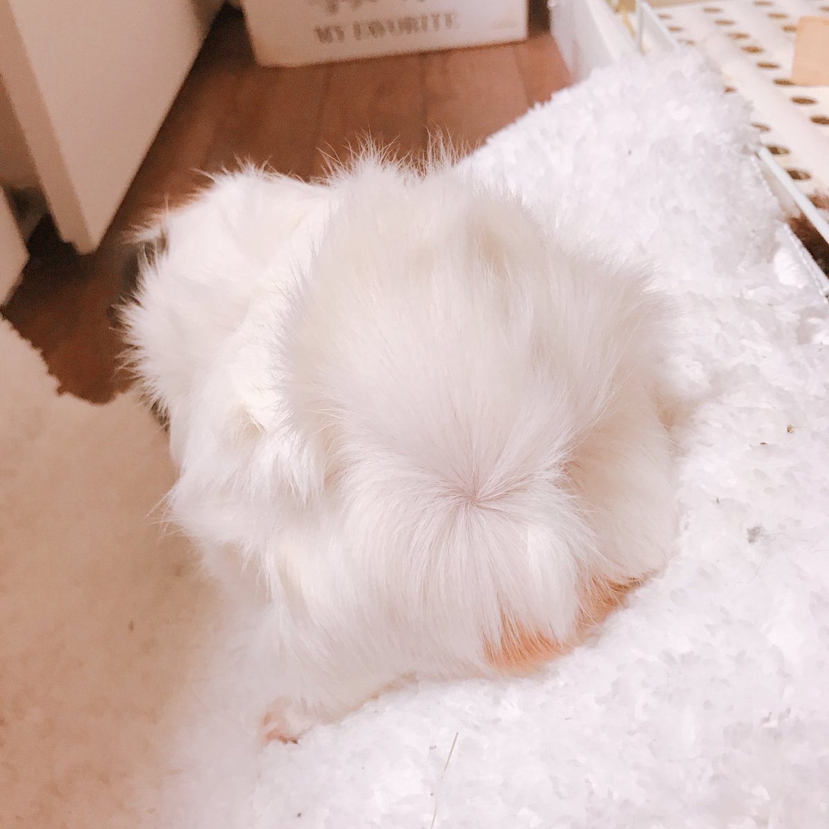 りありあ日記💓

4/28 morning 🌅

人参とキャベツ🥕🥕🥕

お部屋のお掃除して
少しお散歩をしました🚶‍♀️

りあはキャベツの方が
好きみたいです😊