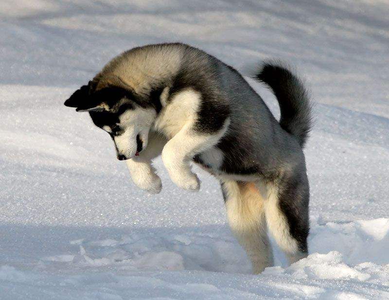 SonnyOlney's tweet image. Did you know....it&apos;s against the law to have a pet a dog in Iceland?? I know right? #FunFactFriday #NotSoFunFactFriday