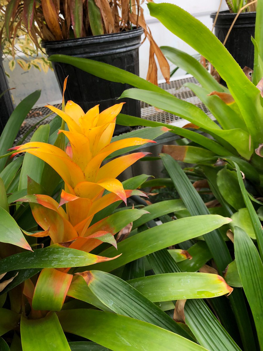 Make sure to check out the Horticulture Club's plant sale. Tropicals, annuals, perennials, ground cover, and more are all looking for a good home/garden!