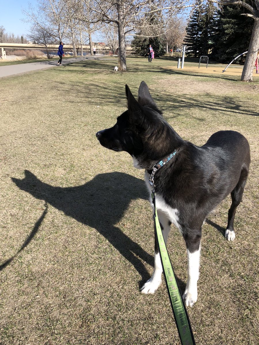 BatDogMaddy's tweet photo. Mom took me down to the river for my first swim this year ☀️ #springinyyc #dogsofyyc #yycdogs #bowriver https://t.co/PZLerHW0mS