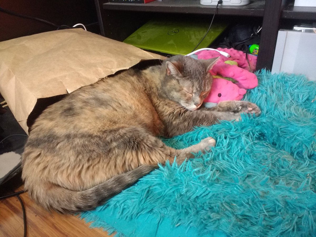 HippieGryph's tweet photo. On Wed. night my poor #Kitty Lola had a #TraumaticIncident involving a screen door, ultimately ending up w/ the #Amputation of the bottom half of her #Tail. 😢 While she isn't a happy purrbaby rn, she will make a #FullRecovery. She'll just be a #MiniBobcat from now on! ❤️🐾😊 https://t.co/SsxwA7d5WL