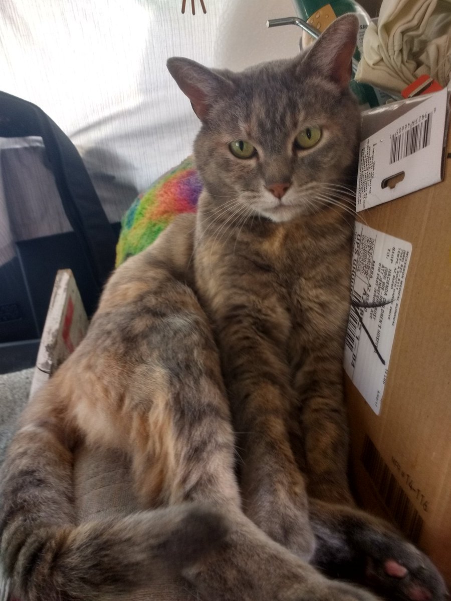 HippieGryph's tweet photo. On Wed. night my poor #Kitty Lola had a #TraumaticIncident involving a screen door, ultimately ending up w/ the #Amputation of the bottom half of her #Tail. 😢 While she isn't a happy purrbaby rn, she will make a #FullRecovery. She'll just be a #MiniBobcat from now on! ❤️🐾😊 https://t.co/SsxwA7d5WL