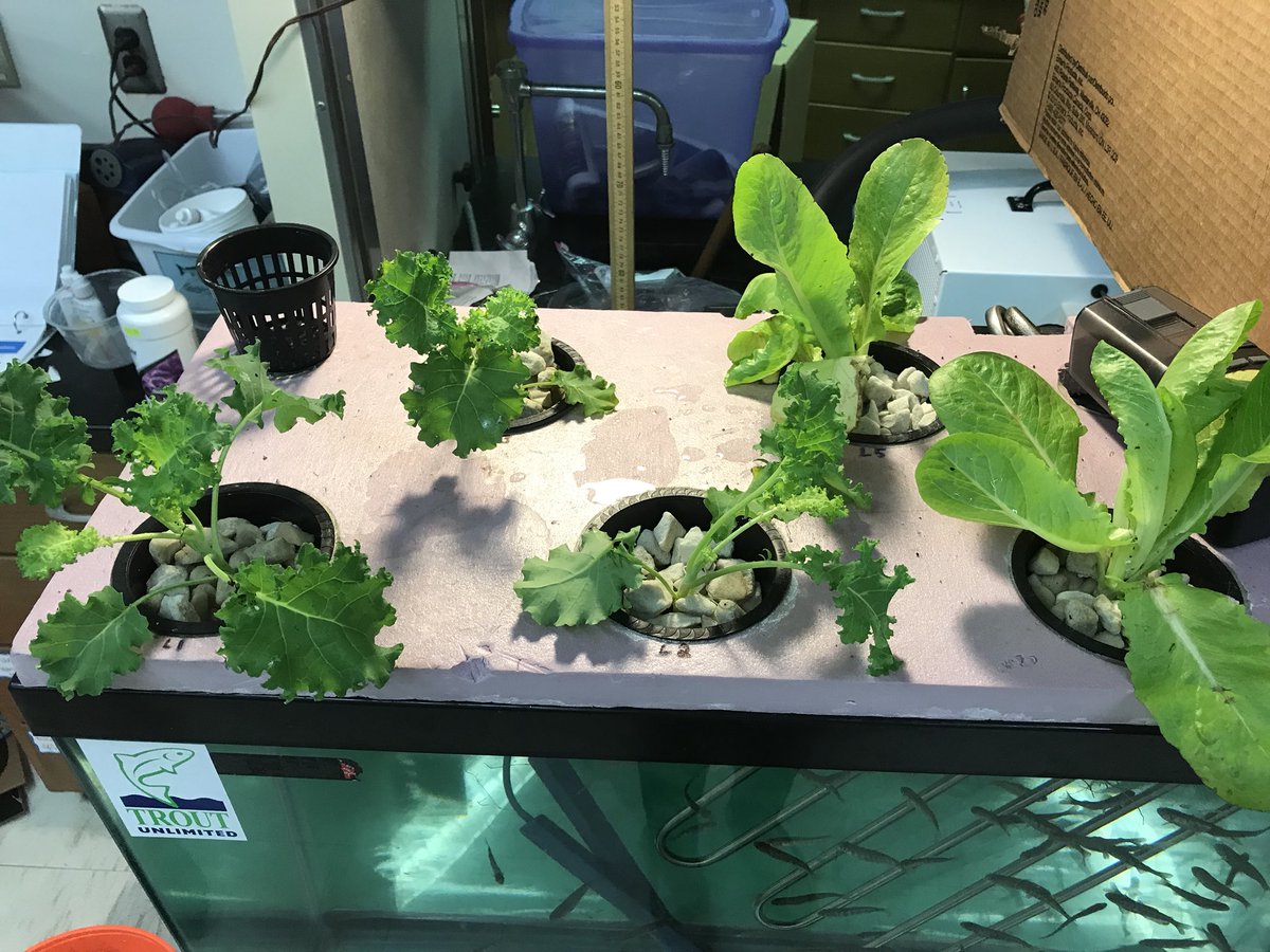MrsChampagne25's tweet photo. 8th Grade projects are getting into full swing. Monitoring peach trees, testing for metals in water, using the greenhouse, and setting up aquaponic systems. #liggettaproach #liggettlearns #studentdriven https://t.co/O68S7AQSZv