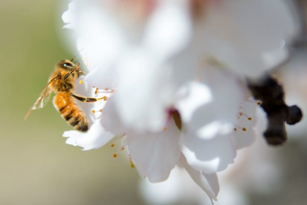 YaleE360's tweet image. The E.U. has approved a near-total ban on neonicotinoids, an insecticide linked to declining pollinator populations. The regulation is an extension of E.U. restrictions on neonicotinoids passed in 2013. 
e360.yale.edu/digest/europea…