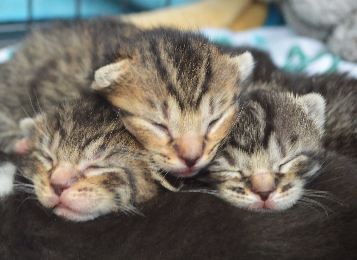 wcfosters's tweet photo. Tabby trio! #tabbykittens #kittens #catsofinstagram #KittenFostering #fosterkittens #fosteringsaveslives https://t.co/FWgKNTyNhC