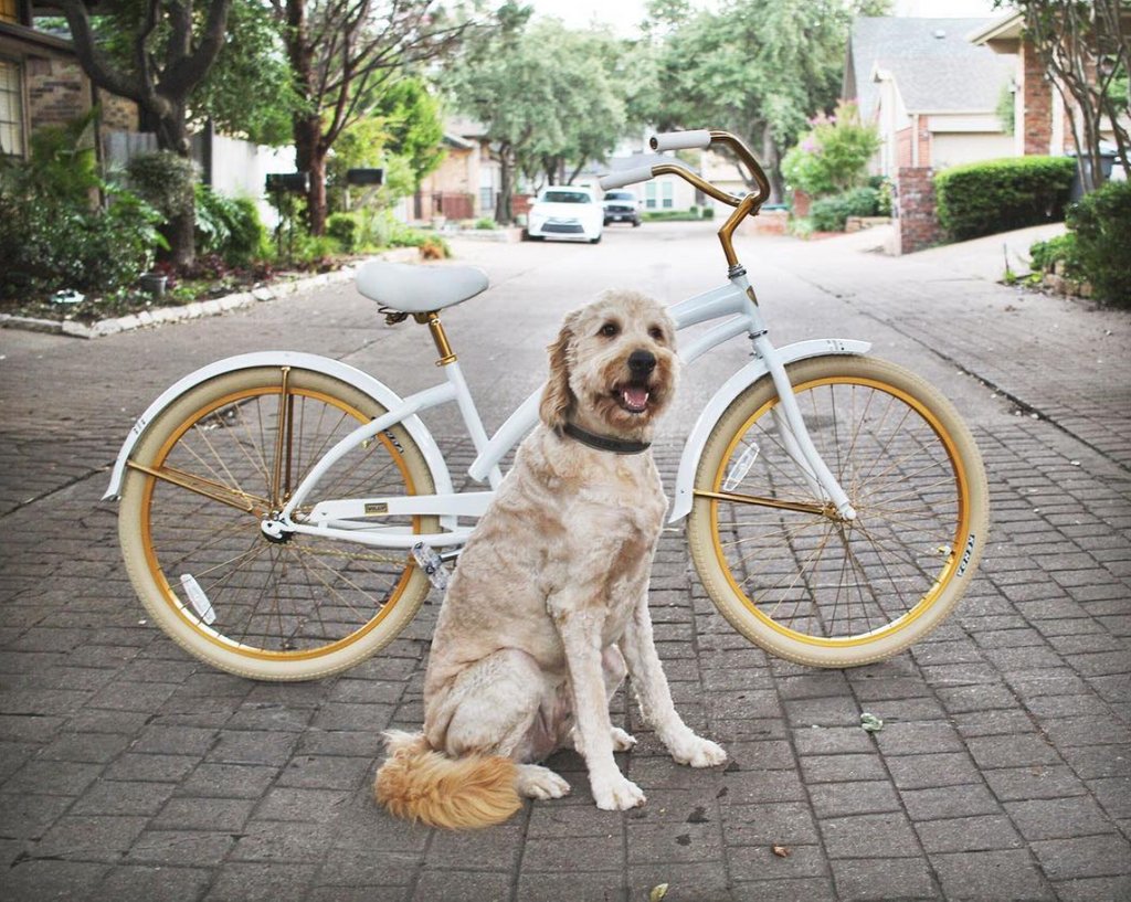 villycustoms's tweet photo. "Off to ride my new @villycustom bike!" /ft. pearl

📸: @nelsonthegoldendoodle (via instagram) #MyVillyCustom https://t.co/gG78HHkRKc