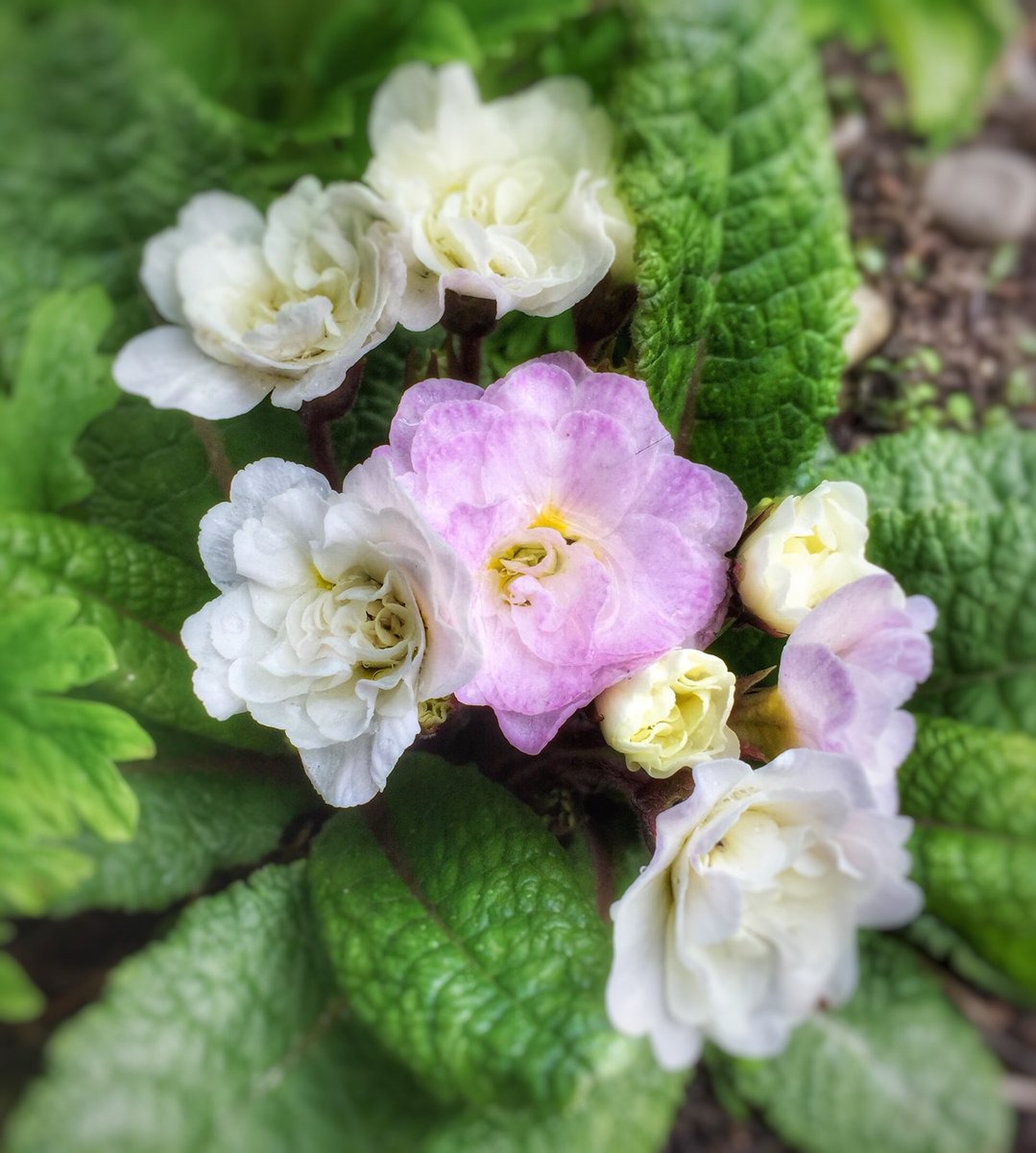 lister_deborah's tweet photo. Spring! Primula in #mygarden today💜🌸 https://t.co/UBEYtPqH02