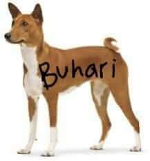 ejikeukwuez1's tweet image. Buhari is A big fool