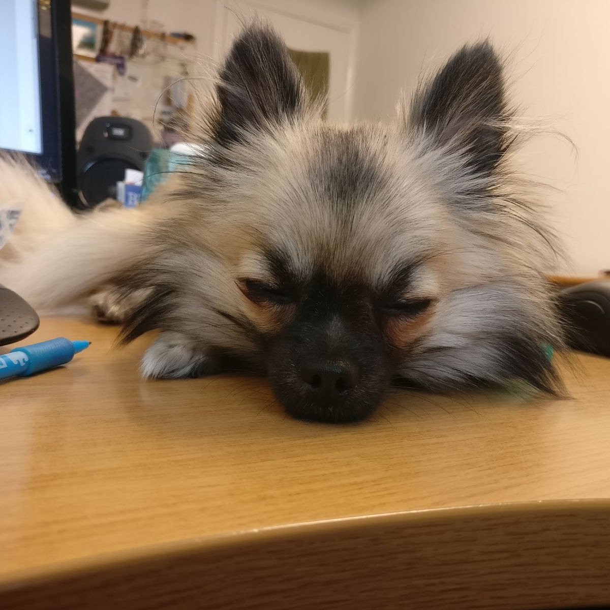 lndnpetsitting's tweet photo. #little #princess #love #bella #london 🐾 ❤ ❤ 🐾 🐾 🐕 https://t.co/94tLa6TwUr