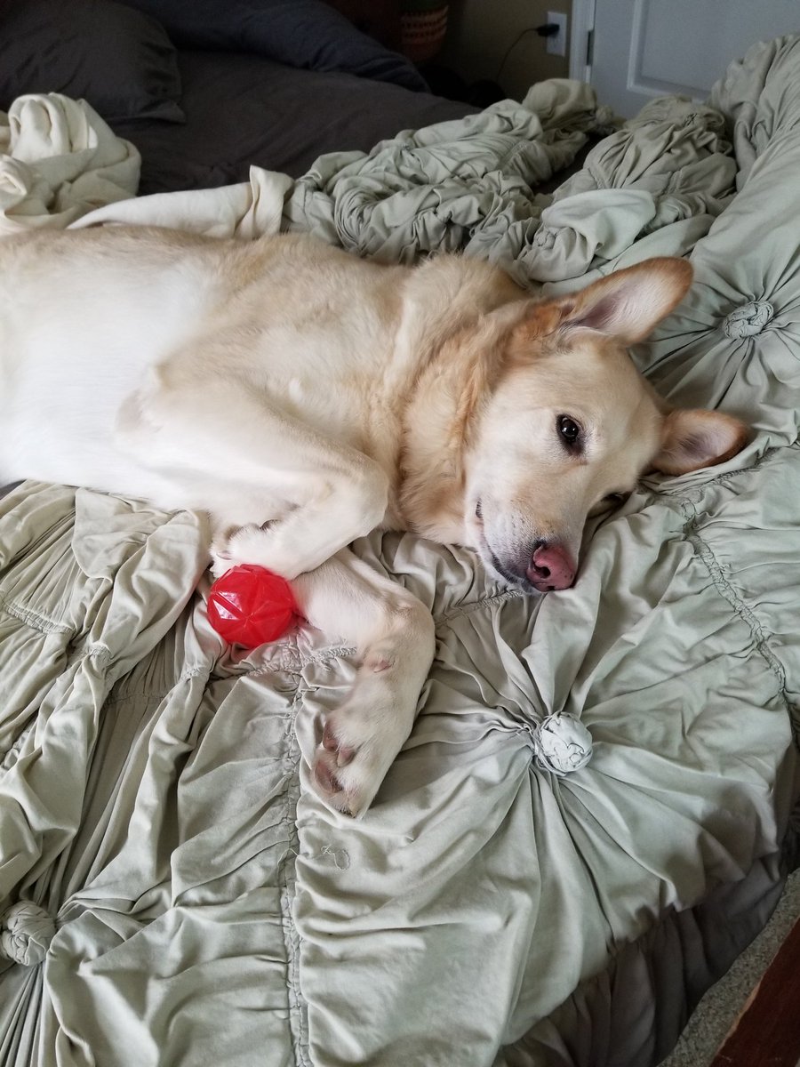 clouddrifter27's tweet photo. Afternoon snoozle anyone?
@dog_rates https://t.co/CmKSmFxkWq