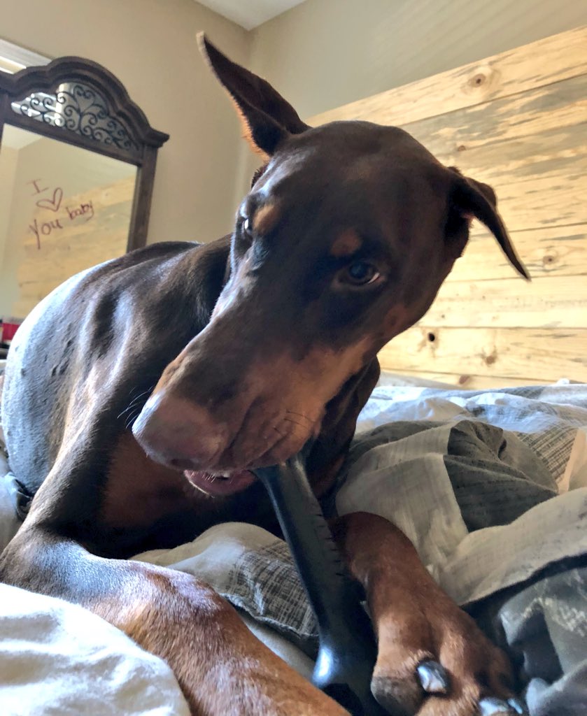 ChristServant17's tweet photo. P: “dude, you literally just took that out of my mouth &amp; now you’re really gonna growl at me when i come to get it😒”

Izzy: “yup, it WAS yours but then I took it, so now it’s mine🤷🏻‍♀️”

#ifdogscouldtalk #WorldWar3Countdown #backoffmybonebitch #justkiddingtheyloveeachother https://t.co/sLzHyuucYj