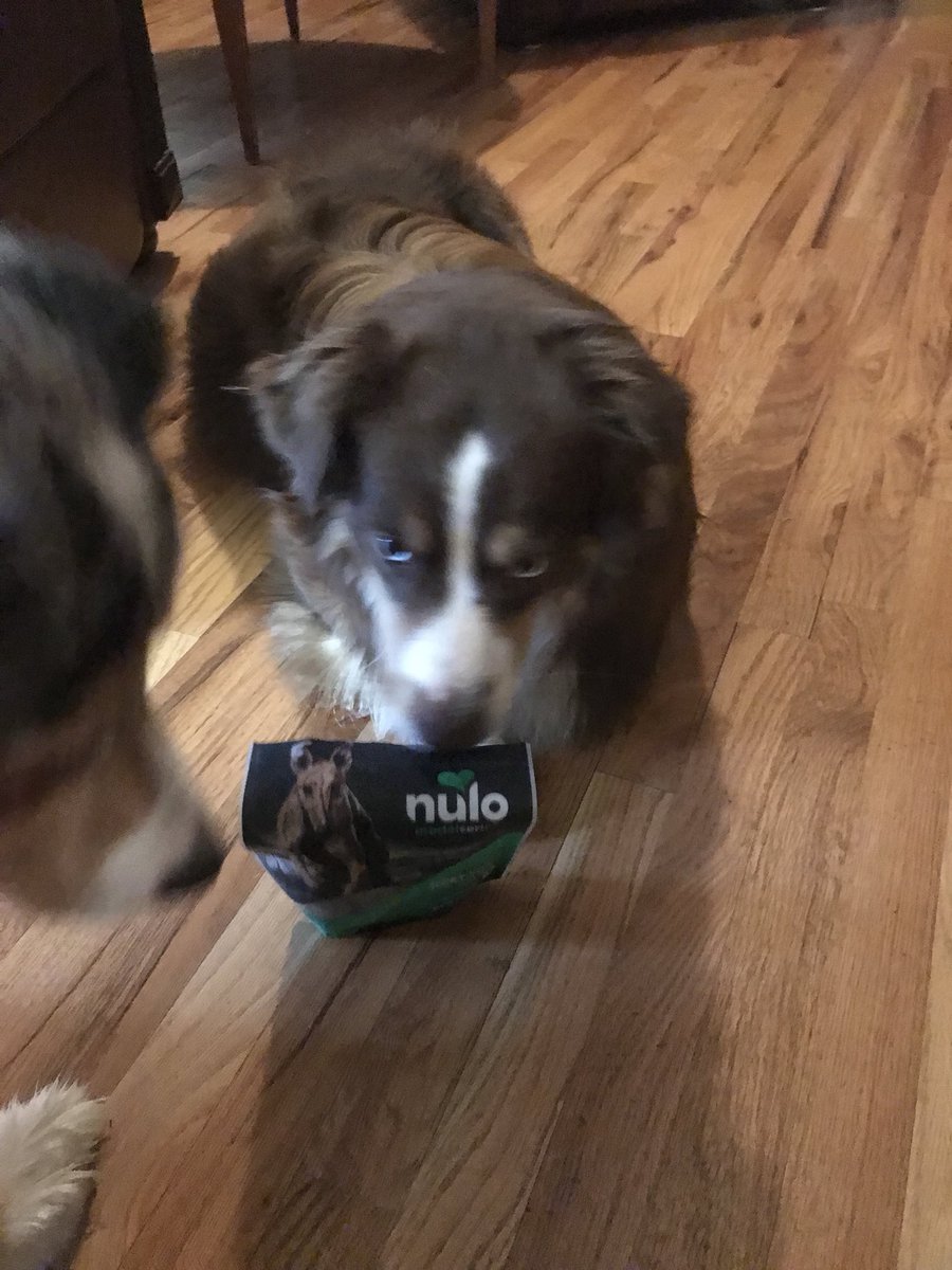 When your dogs find the goodies from the <a href="/NuloPetFood/">nulopetfood</a>  from the <a href="/PetSmart/">PetSmart</a> LSM this week !