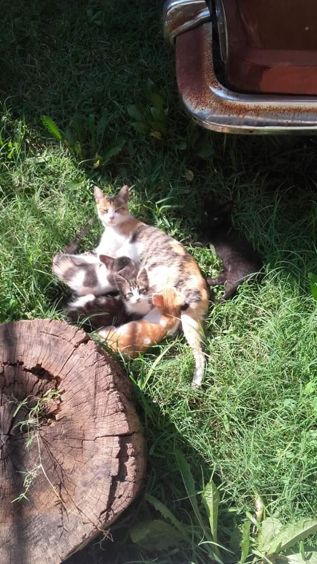 ruizclaumaria's tweet photo. 🆘🆘🆘  URGENTEEEEE ❗❗❗❗
LOS DEJARON ABANDONADOS EN UN JARDÍN ❗❗❗❗❗
EL DUEÑO DE LA CASA LOS QUIERE ENVENENARRRR ❗❗❗
113 448 4413 📲
Banfield. https://t.co/40hxKLhk9d