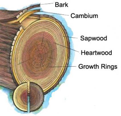 This #ArborDay, learn all about anatomy of a tree: ow.ly/EA2r30jIyx5.
