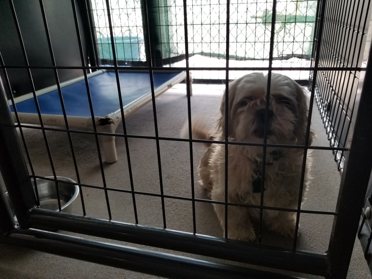austinanimals's tweet photo. We desperately need adopters this weekend! We've run out of kennels and are housing pups in pop up crates, rolling cages, offices, and meeting rooms. Please come adopt an amazing dog today. They'll show you their appreciation for the rest of their life. ❤️🐶 https://t.co/6wxPhJyjwJ
