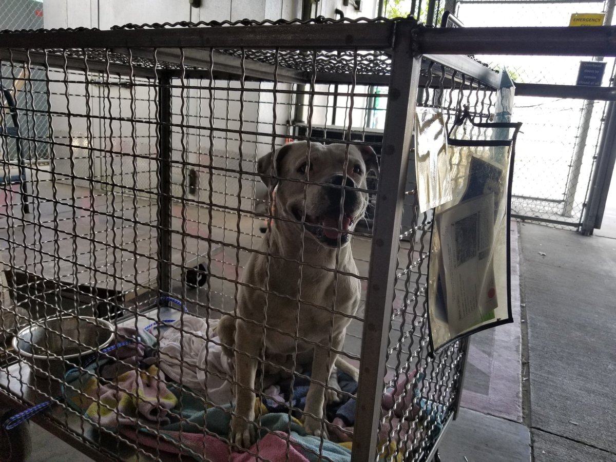 austinanimals's tweet photo. We desperately need adopters this weekend! We've run out of kennels and are housing pups in pop up crates, rolling cages, offices, and meeting rooms. Please come adopt an amazing dog today. They'll show you their appreciation for the rest of their life. ❤️🐶 https://t.co/6wxPhJyjwJ