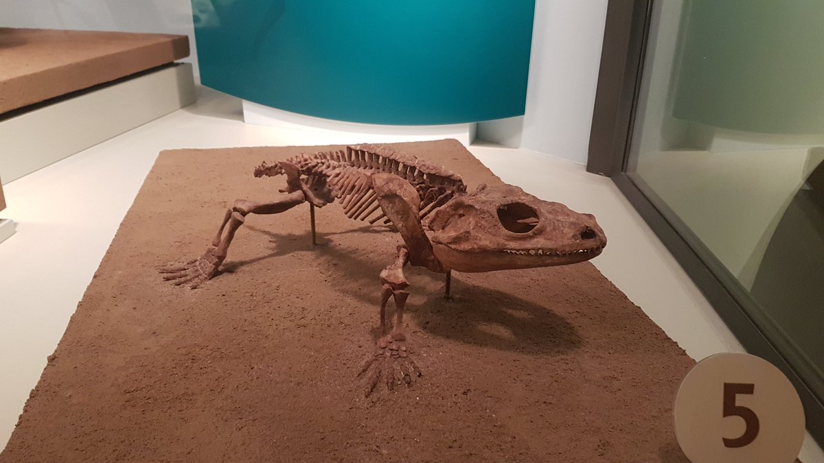 Koskinonodon's tweet photo. Wrapping up a busy week with the OG #Cacops from the Cacops Bone Bed (now underwater at Lake Kemp), #Permian of Texas, on display at @FieldMuseum #FossilFriday https://t.co/Rdx5EfbI9s